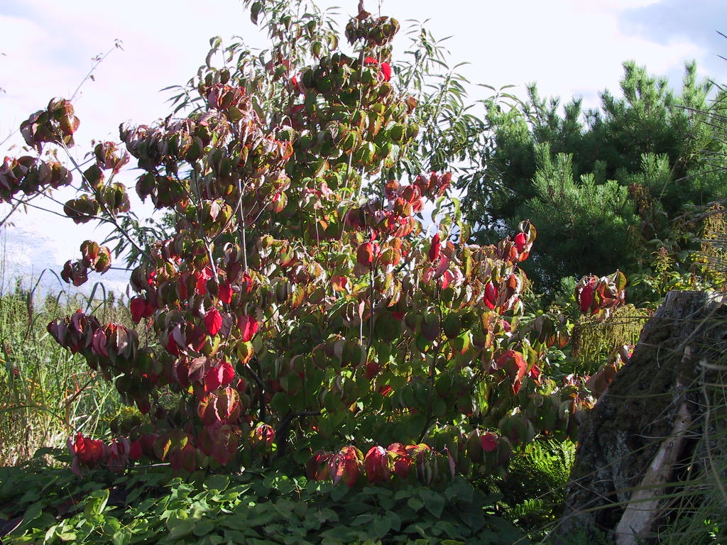 Cornus florida - Herbst 01.jpg